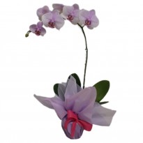 Orquídea Lilás Tradicional