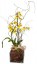 Oncidium Plantado