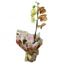 Orquideas Variadas em Cores Diversas