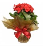 Begônia Plantada em Cores da Época