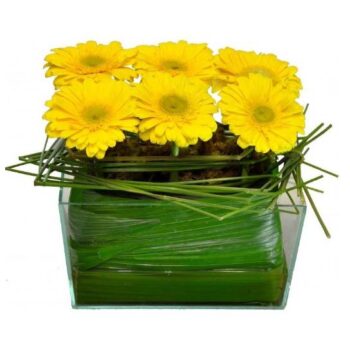 Jardineira de Gerbéras