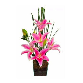 Lirios Rosa Perfumados