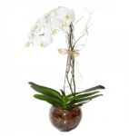 Orquidea Phalaenopolis no Aquário