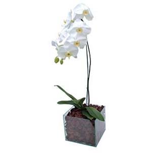 Orquídea Plantada Branca