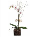 Orquídea Plantada No Vidro Especial