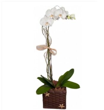 Orquidea no Caxepú Rustico