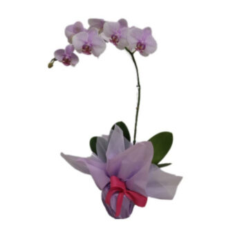 Orquídea Lilás Tradicional