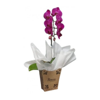 Orquídea Plantada Lilás na Caixa Decorada Craffit